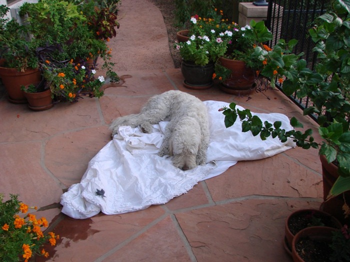 101 Creative Uses for ‘My ExWife’s Wedding Dress